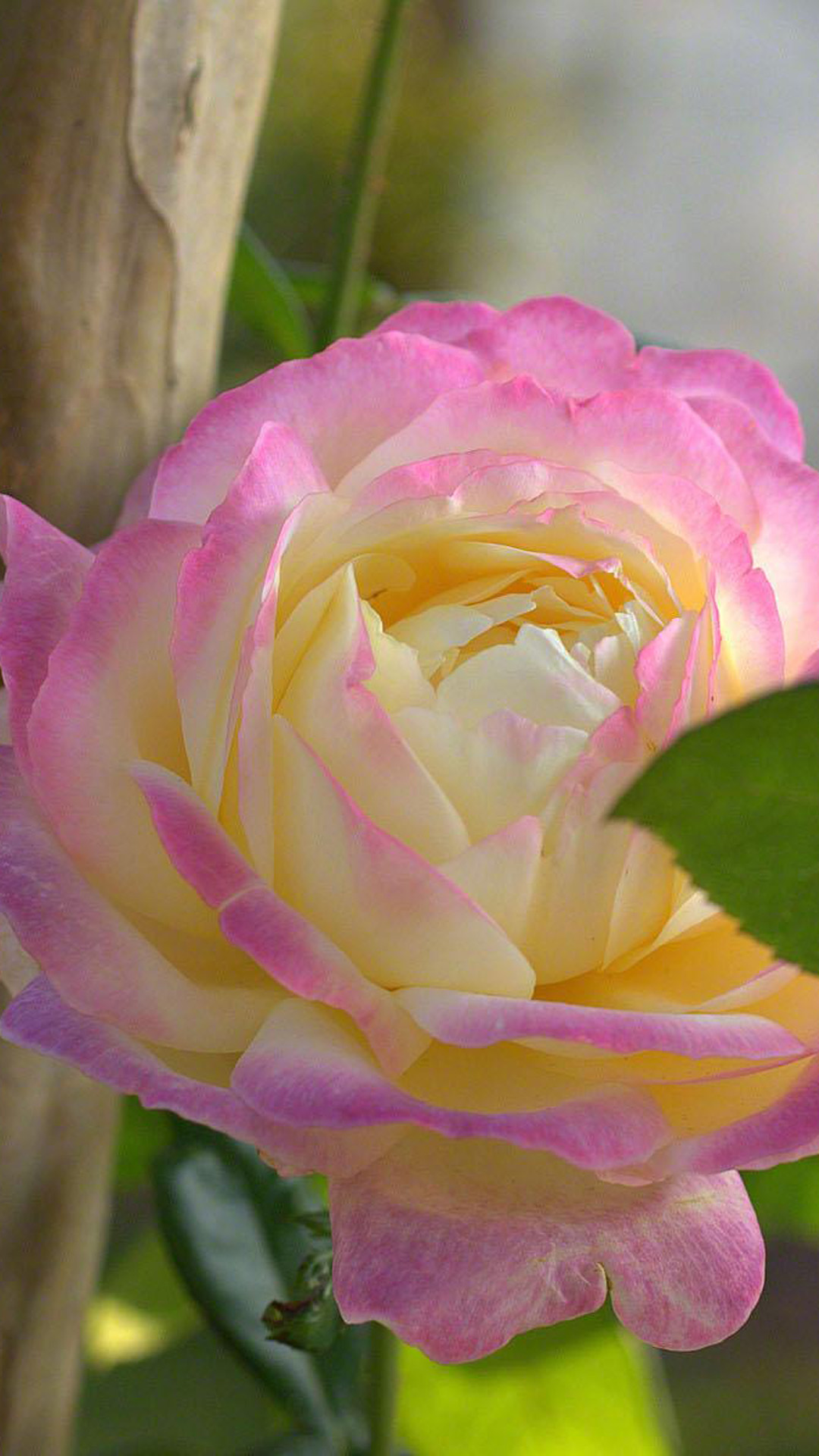 Beautiful Roses iPhone Plus Wallpaper HD