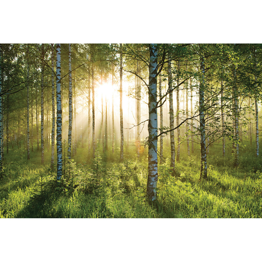 Giant Forest Wallpaper Mural   232cm X 315cm Home Accessories at The