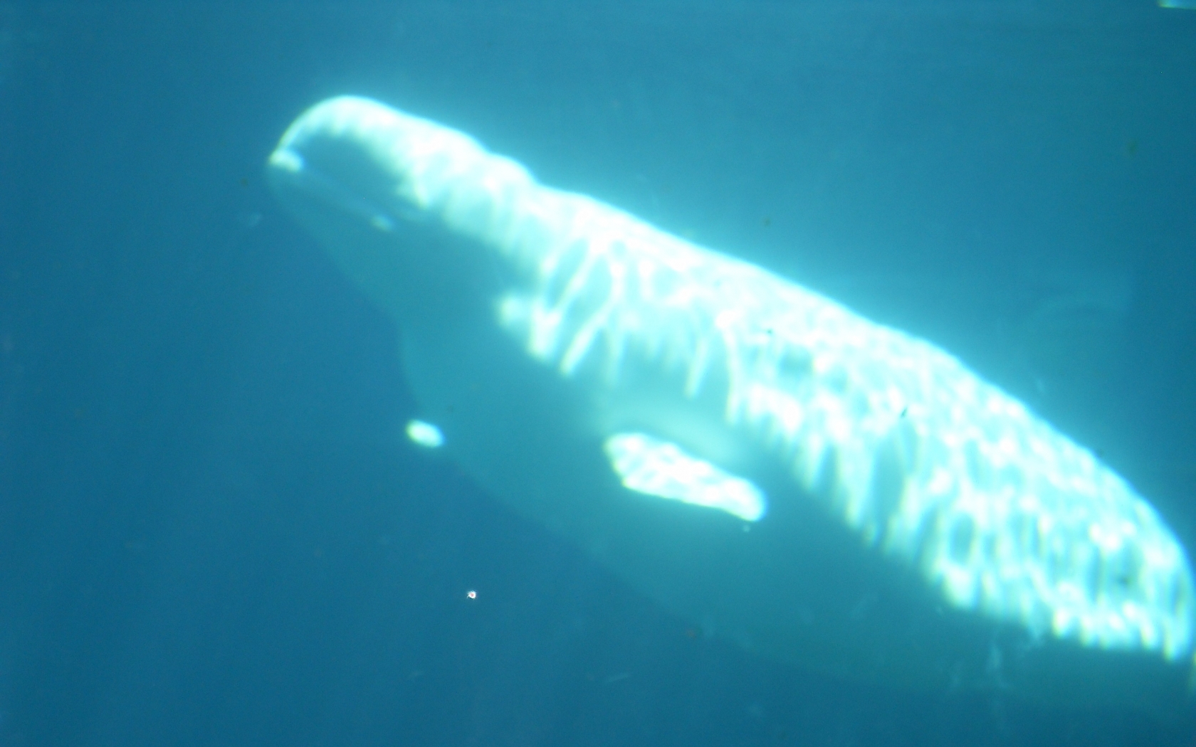 Beluga Whale Wallpaper