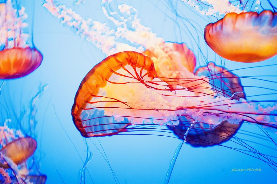 Colorful Jellyfish Dance I
