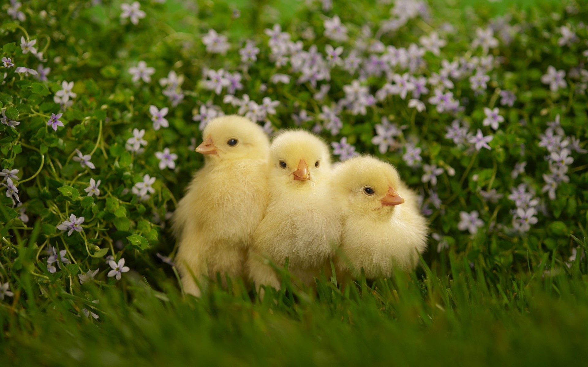 Three Cute Chicks HD Wallpaper Background Image
