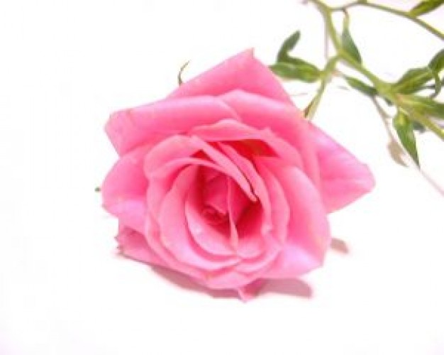 Pink Rose On White Background Photos