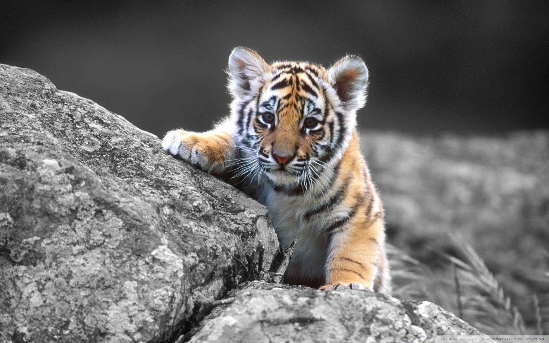 Cute Tiger Desktop Wallpaper Top