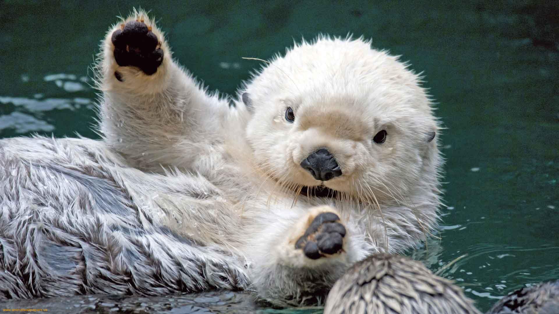 Cute Baby Sea Otters Wallpaper Full HD