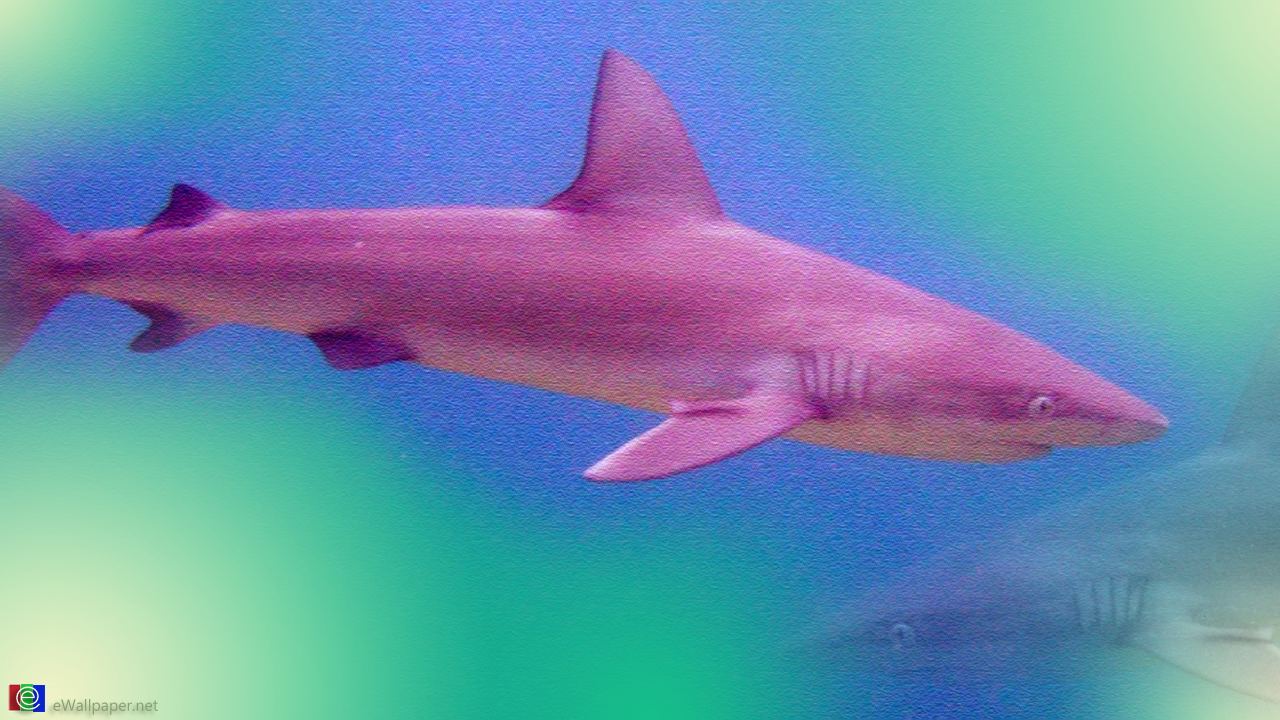 Live Shark Wallpaper Shark Desktop Wallpaper