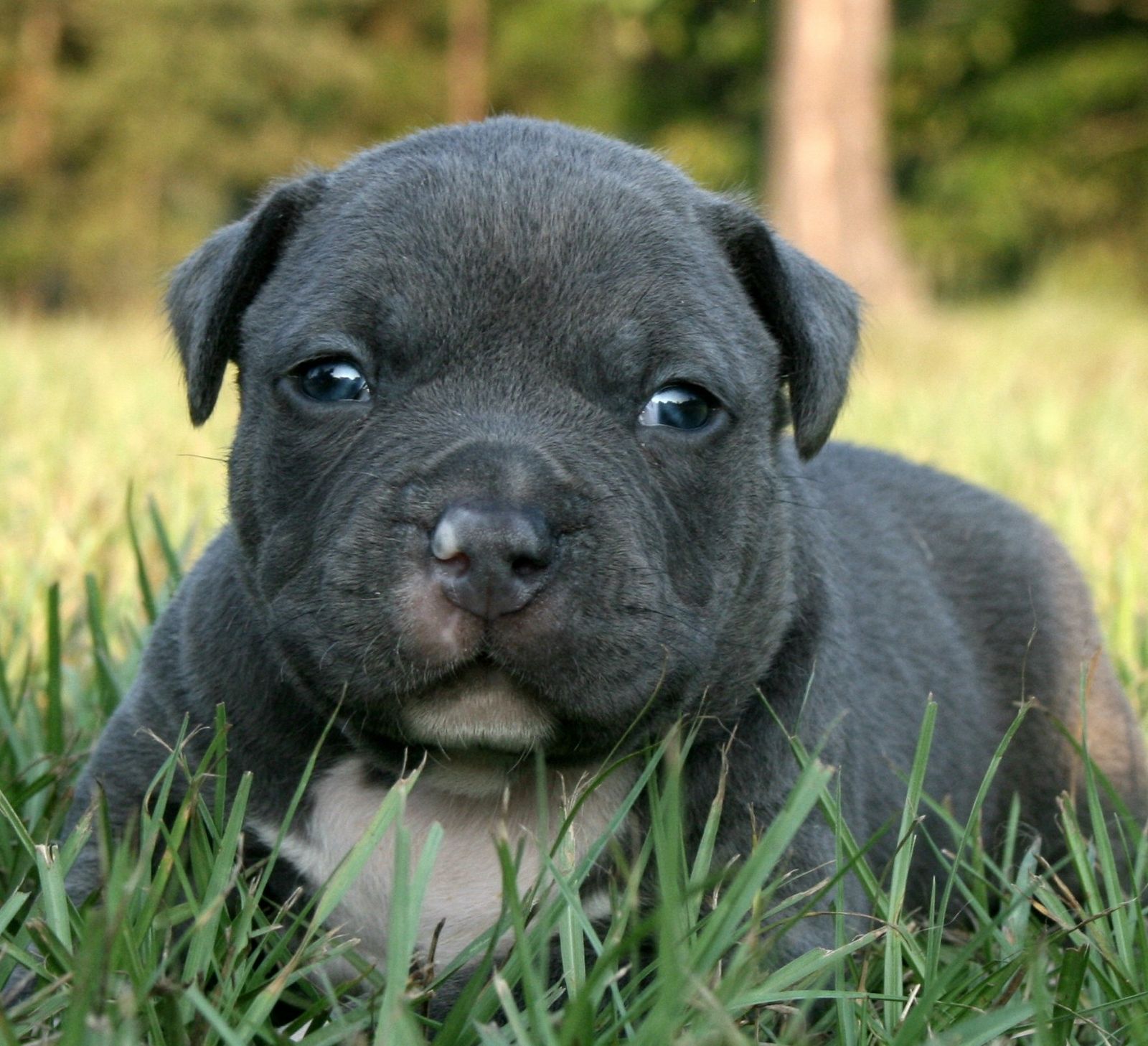 Wallpaper Blue Pitbull Puppy