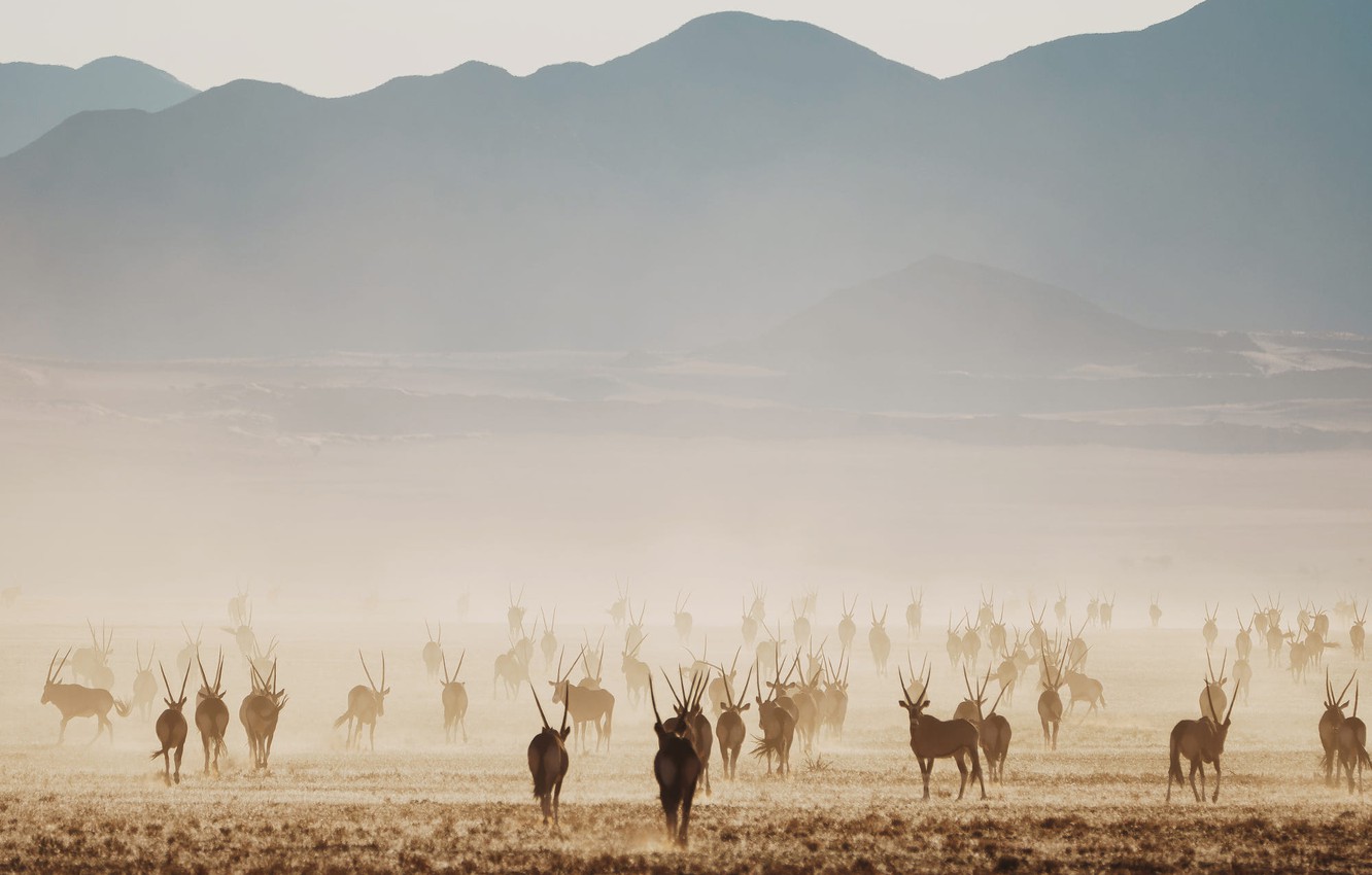 Wallpaper Field Hill Africa Namibia The Herd Antelope Oryx
