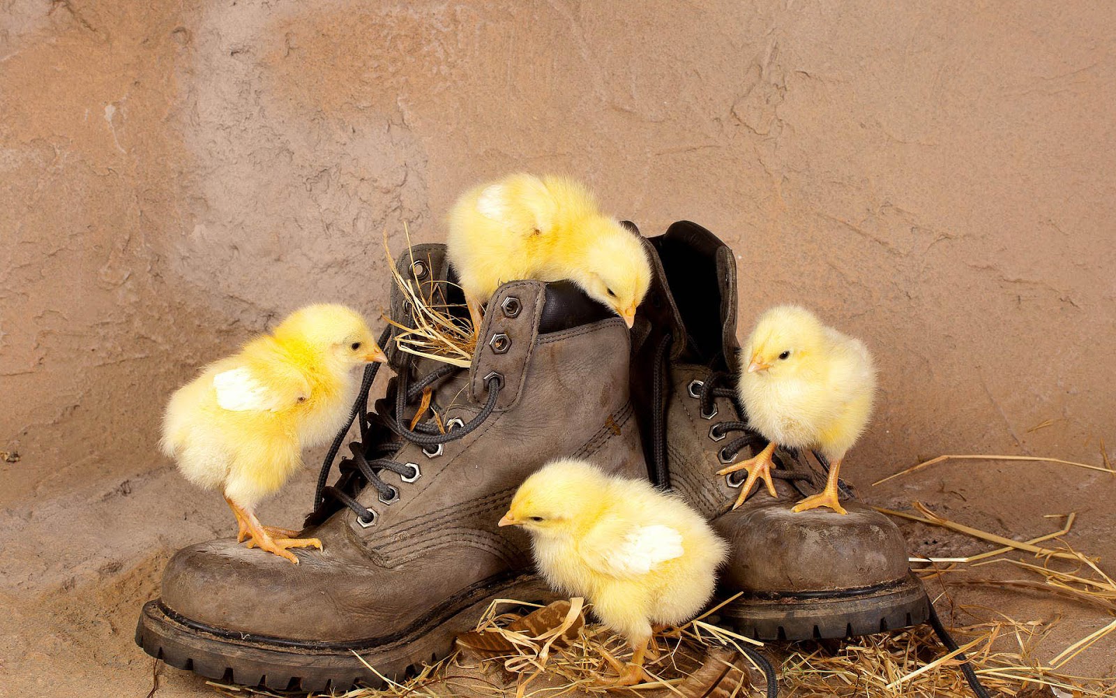 Funny Wallpaper With Yellow Chickens Playing Some Old Shoes