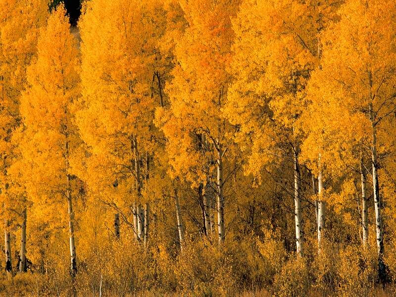 Aspen Trees Montana Nature Wallpaper Image Featuring Autumn