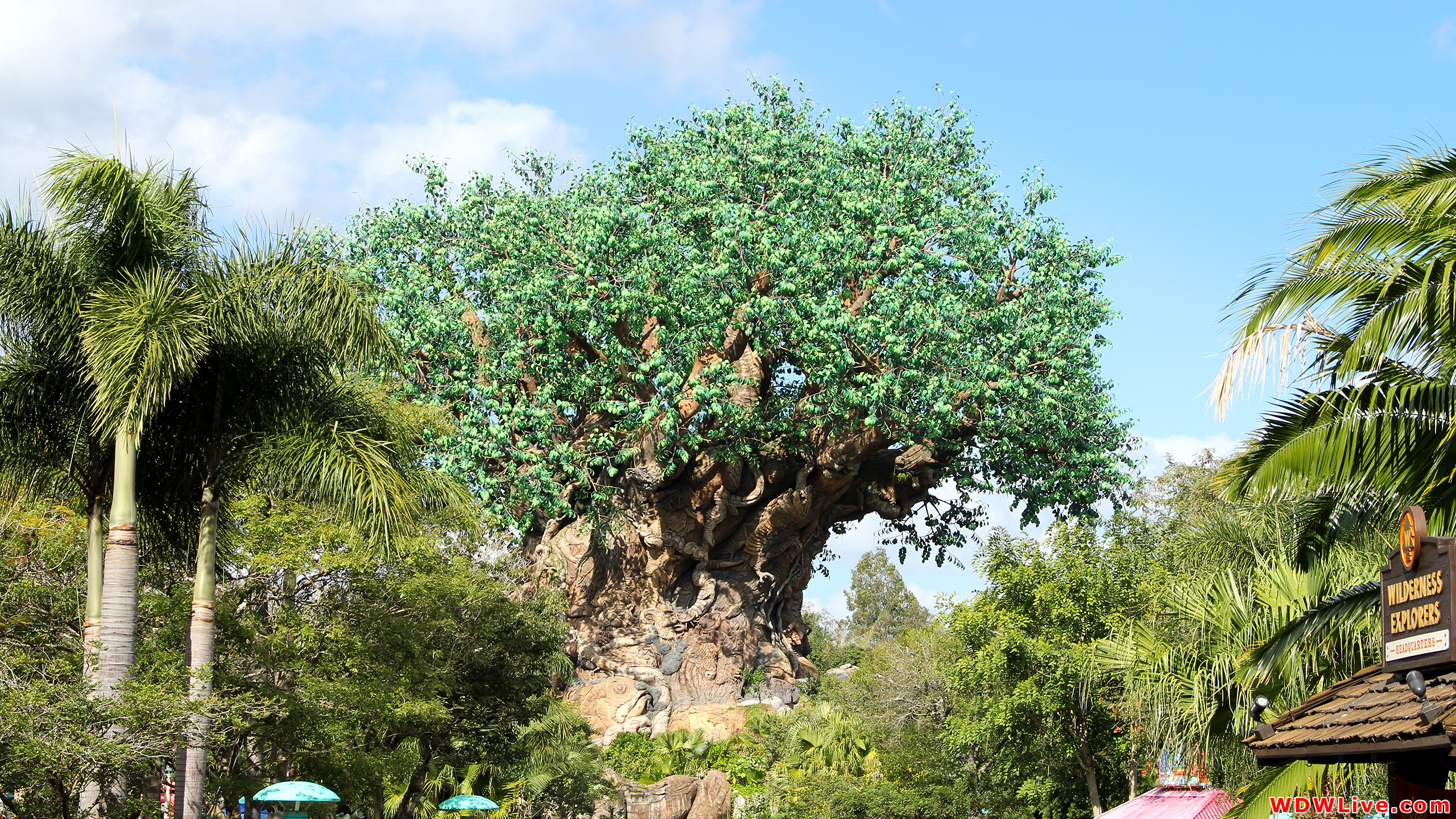 Tree Of Life A Beautiful Day In Disney S Animal Kingdom Theme Park
