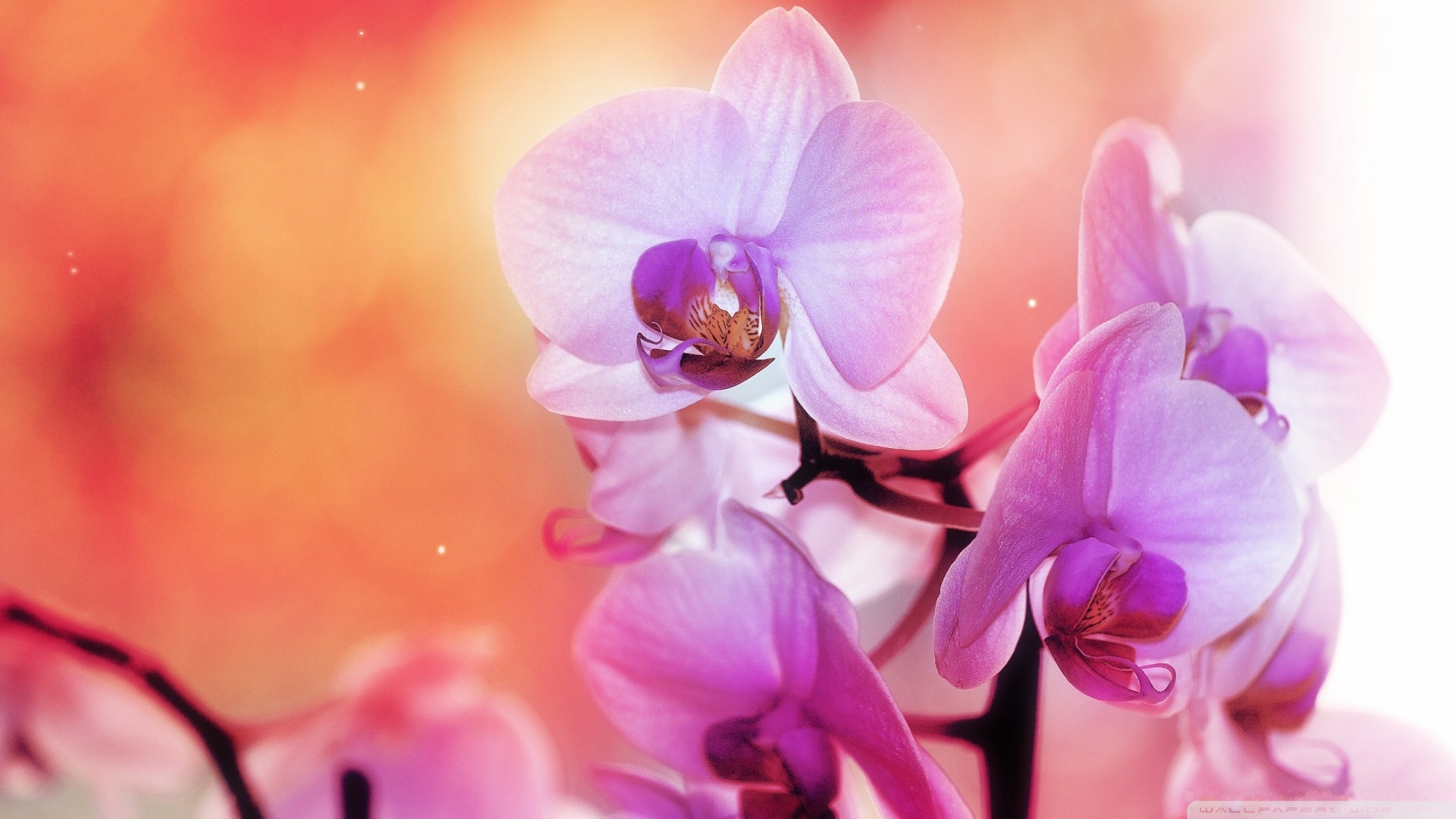 Bluesky Orchid Flower Wallpaper HD