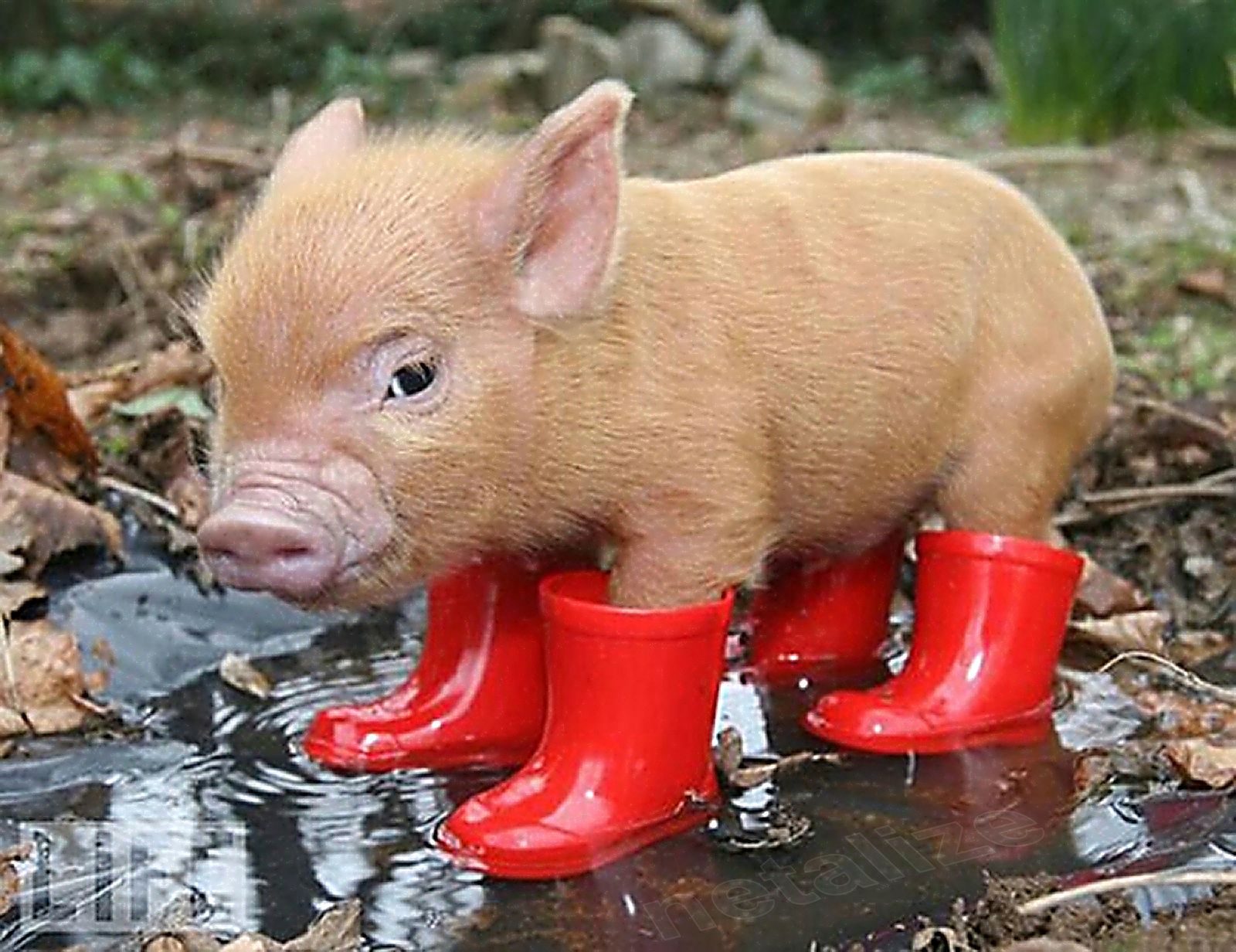 Little Baby Pig Piglet Red Boots Large Wallpaper