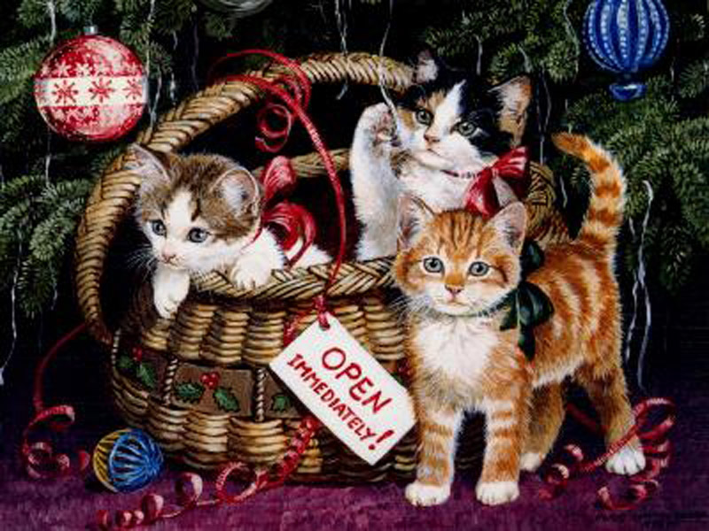 Desktop Wallpaper For Cat Lovers Christmas Wallpapaer