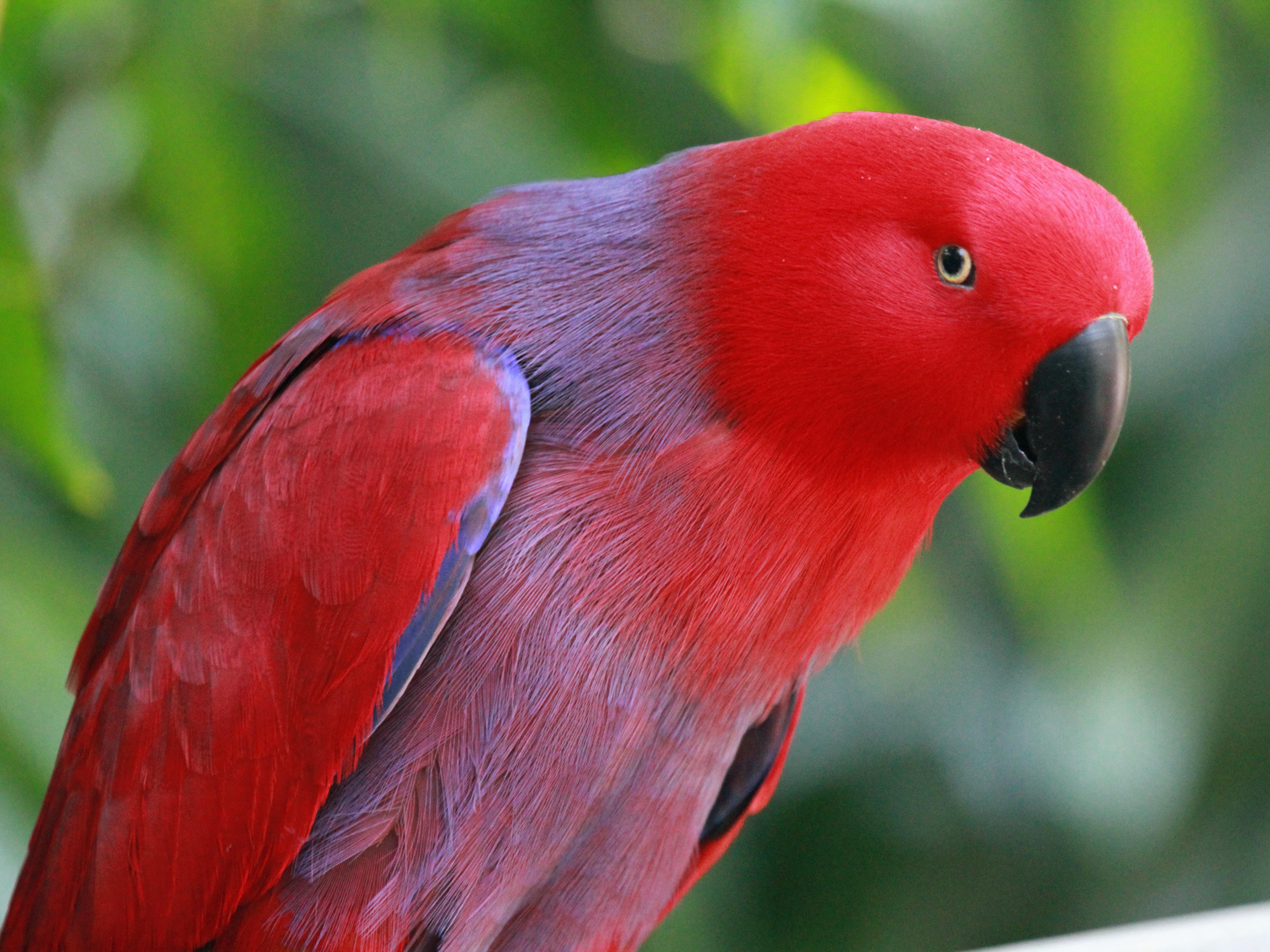 FileEclectus Parrot RWDjpg   Wikimedia Commons