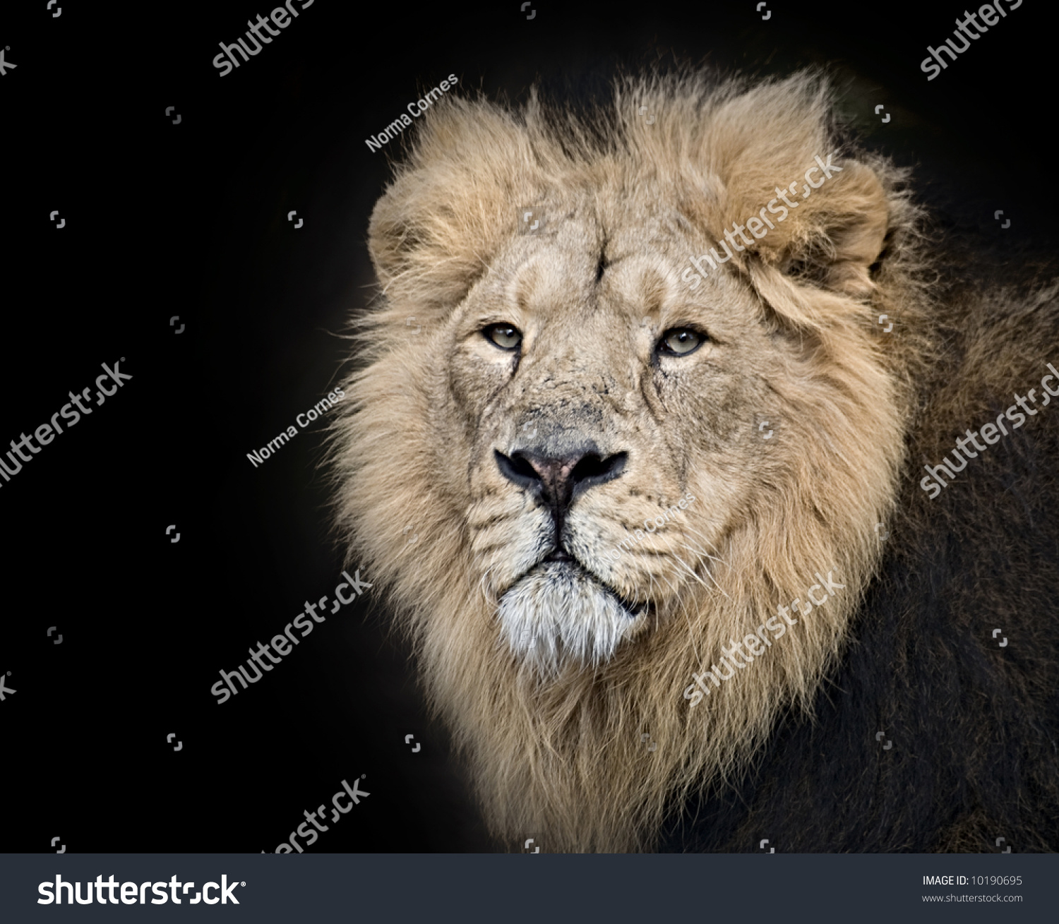 King Jungle His Chilling Stare On Stock Photo Edit Now