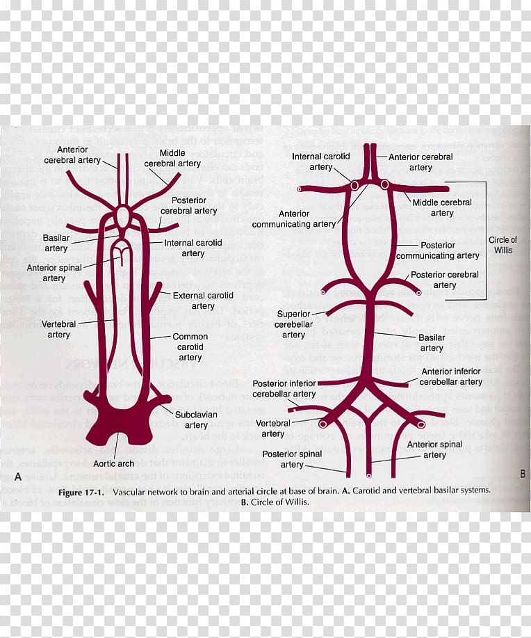 Posterior Spinal Artery Anterior Vertebral