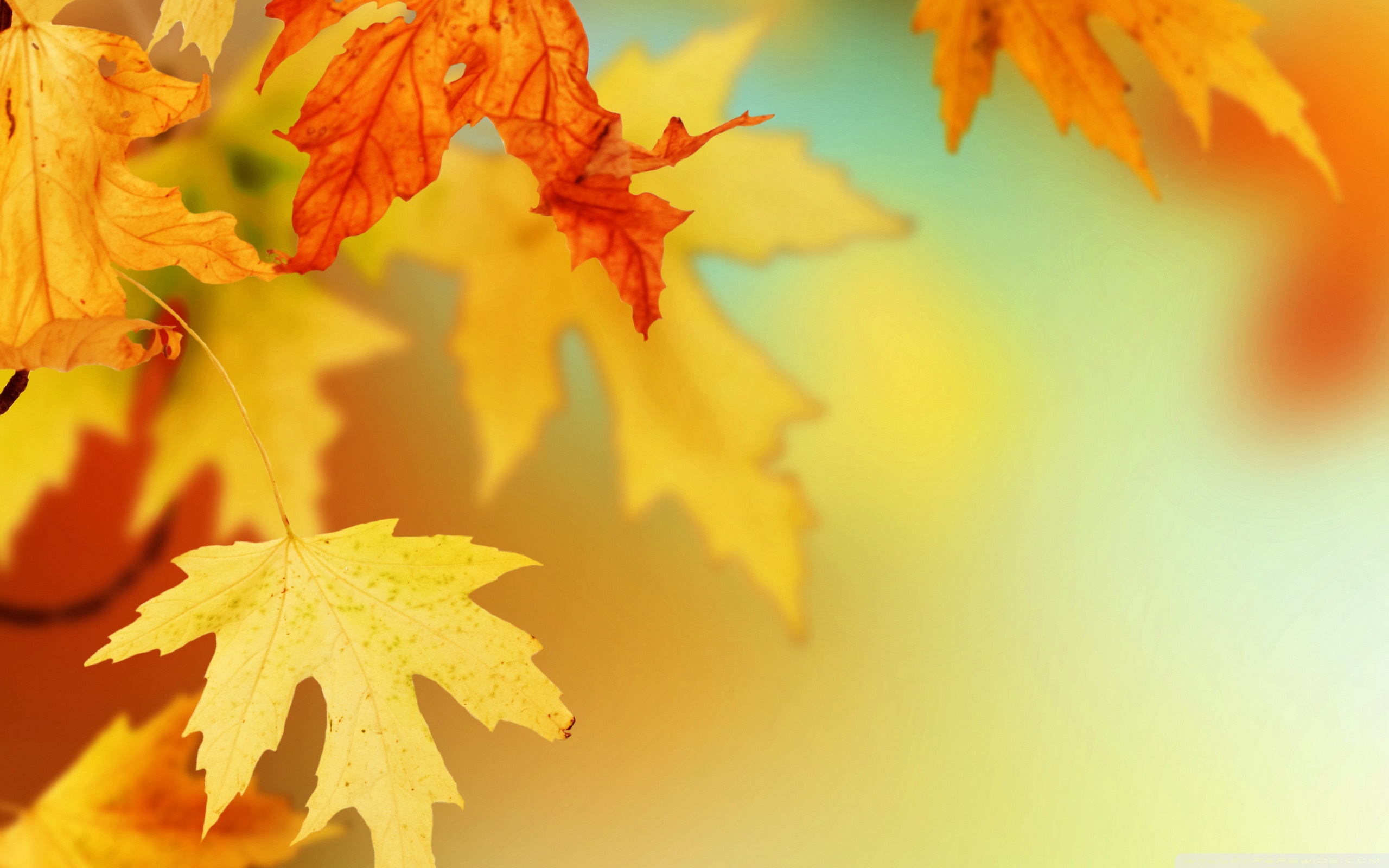 Close-up of vibrant fall leaves in shades of orange and yellow, showcasing the beauty of autumn foliage
