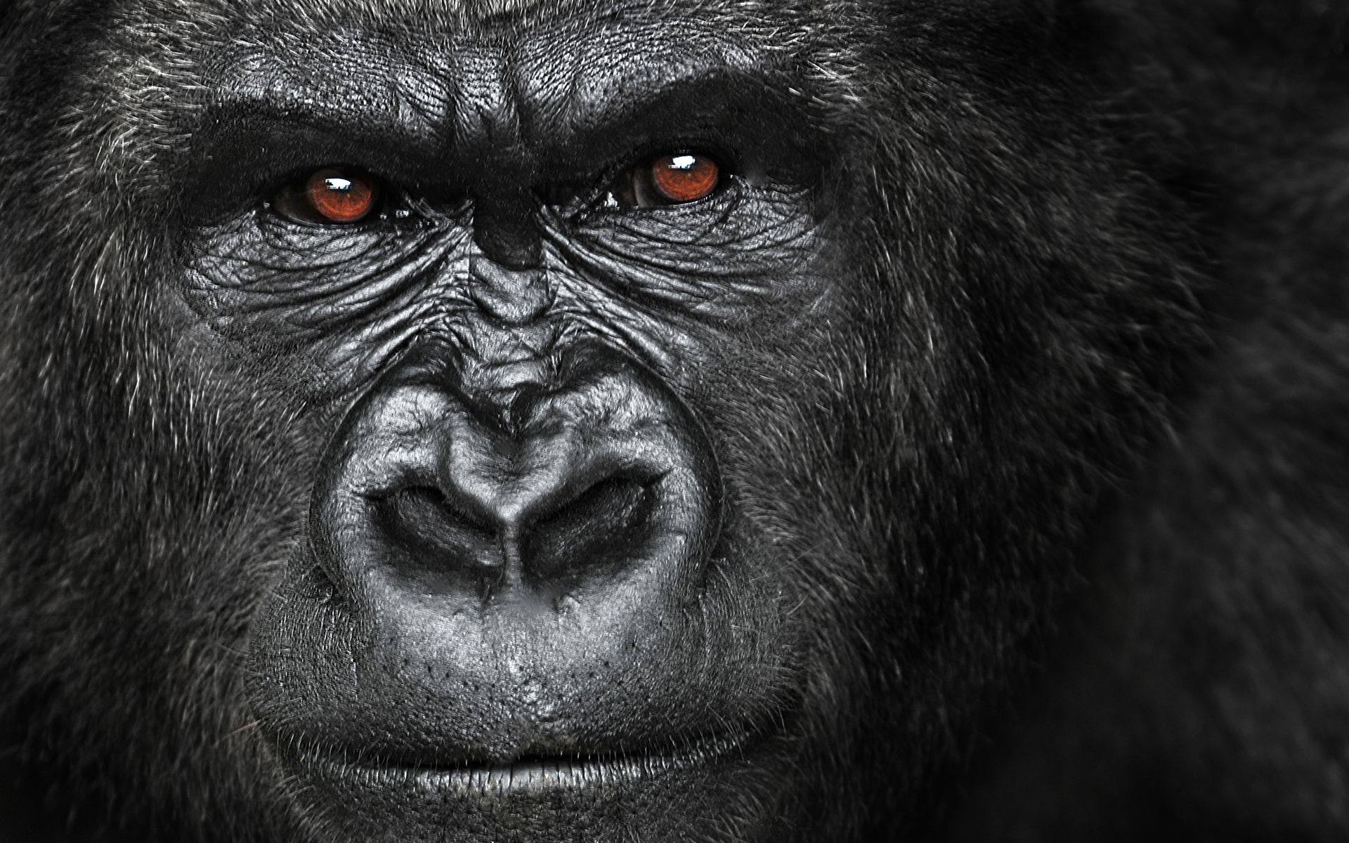 Attaque Gorille Jpg With Image Gorilla Wallpaper