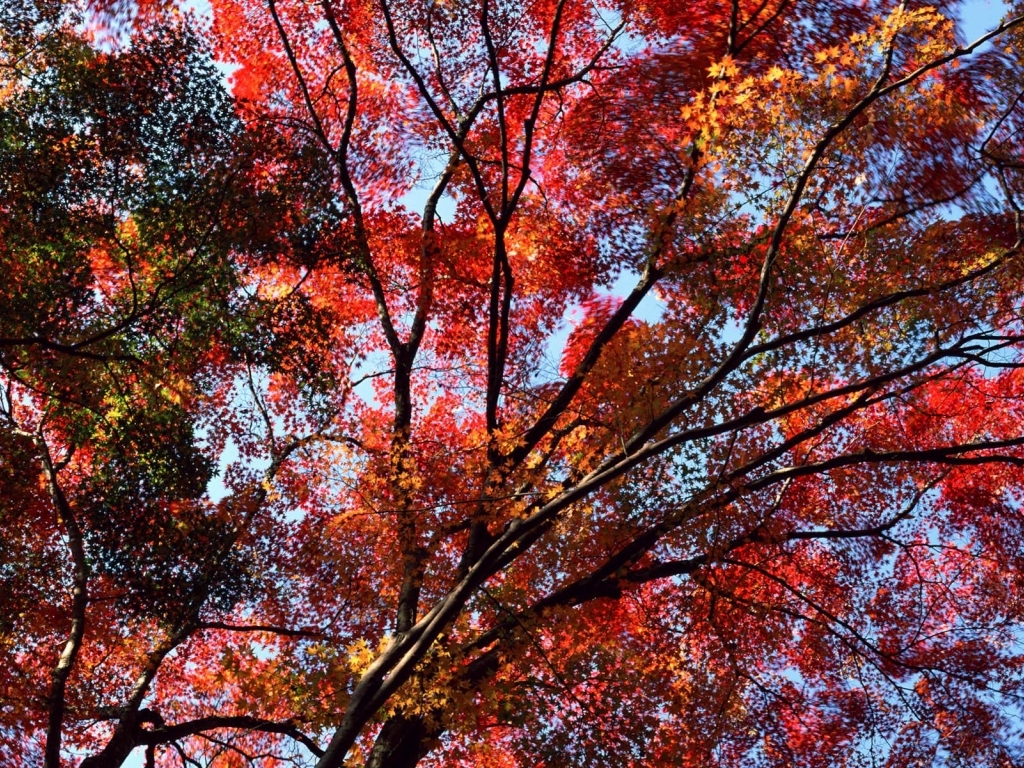 Red Leaves Tree In Autumn Wallpaper Nature With