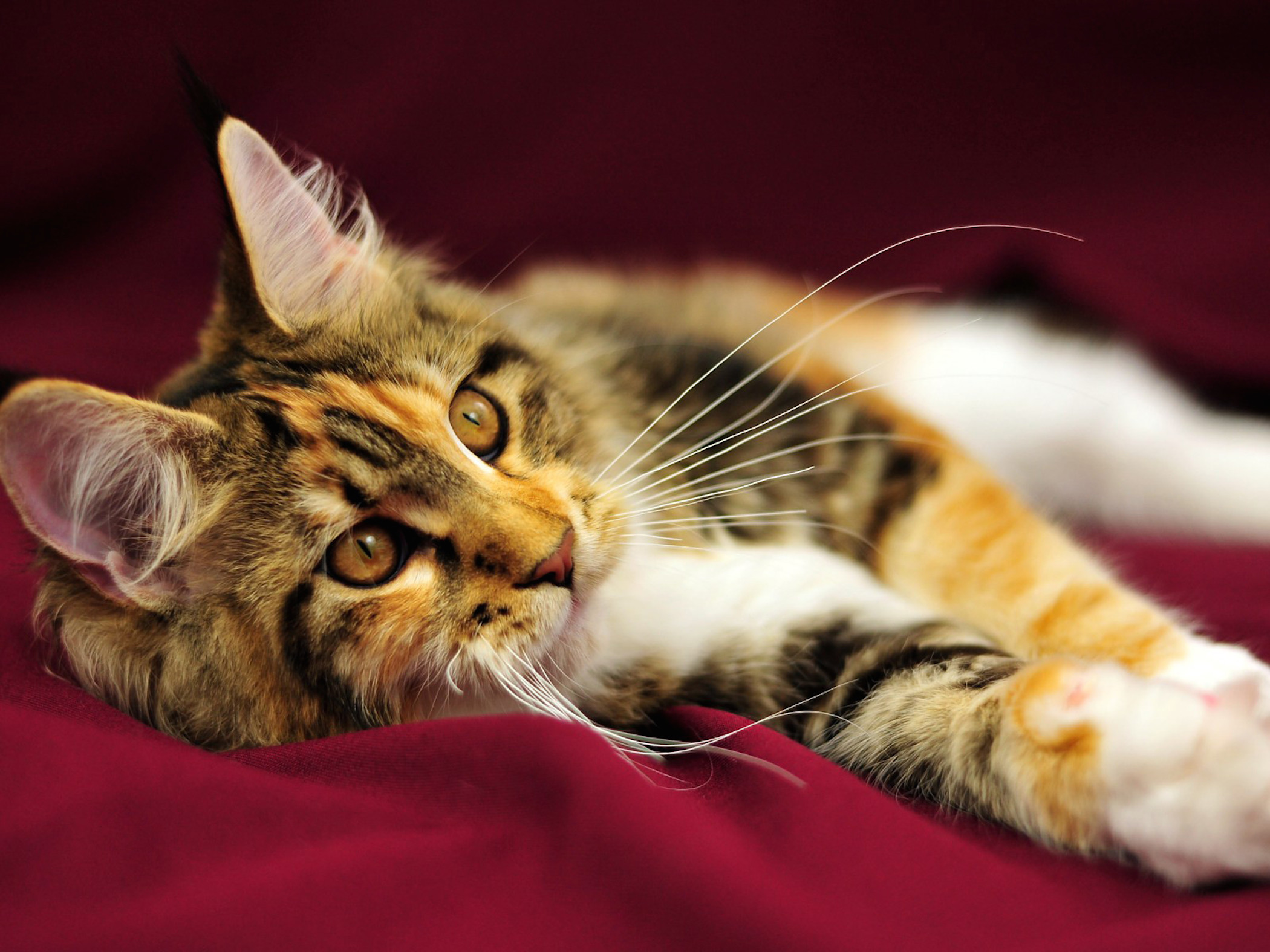 Maine Coon Kitten Longhair Wallpaper   Free HD Downloads