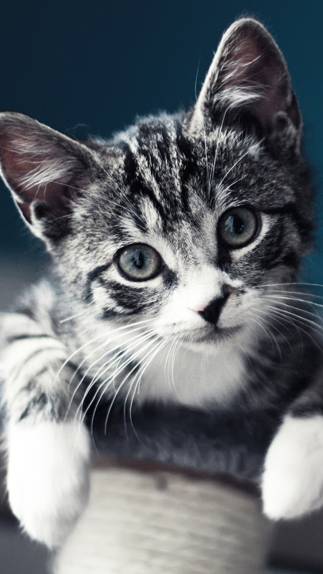 Cute Baby Cat iPhone 5s Wallpaper iPad