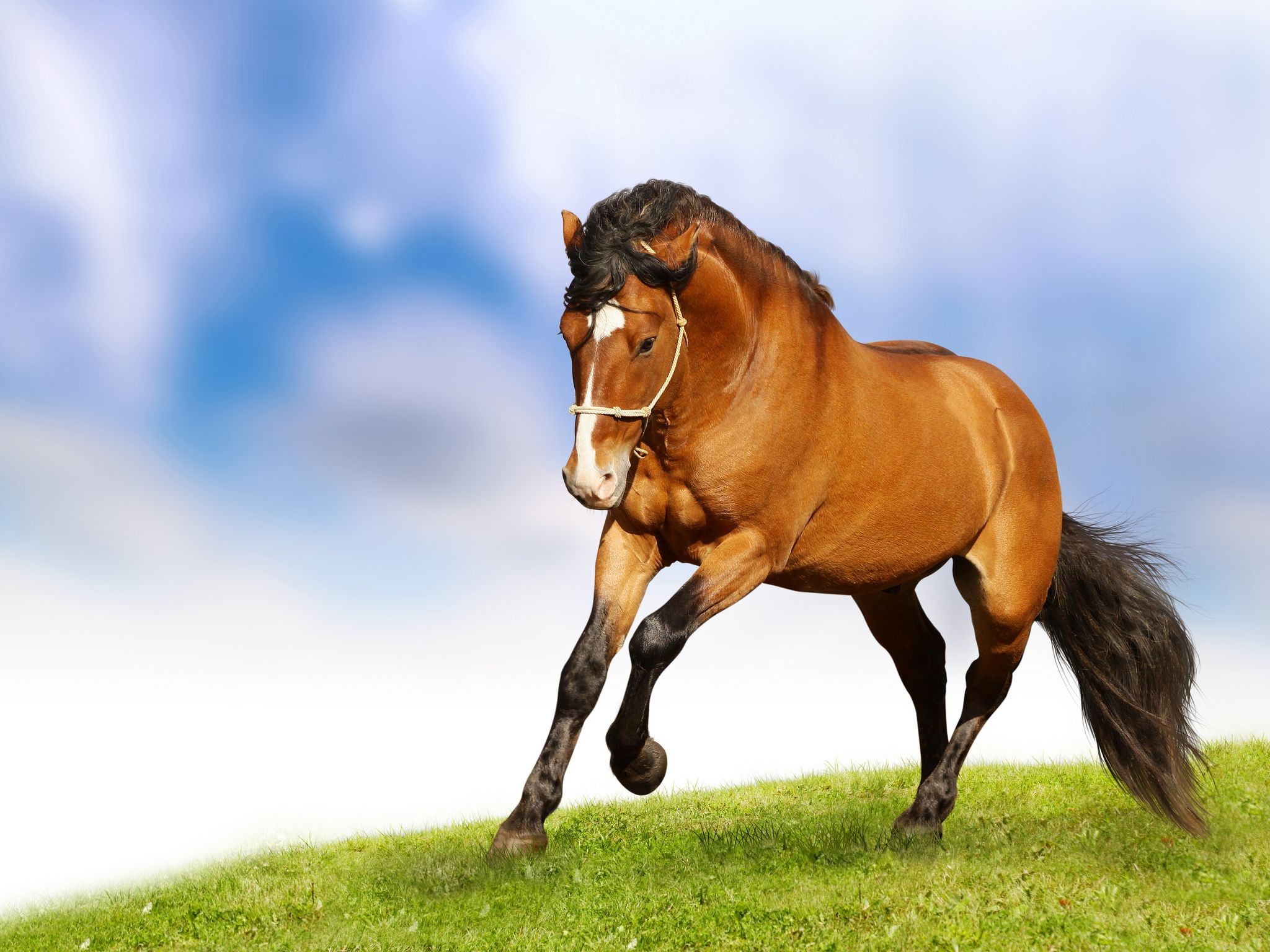 Images HD Horse Download Windows Wallpapers HD Download Free Cool