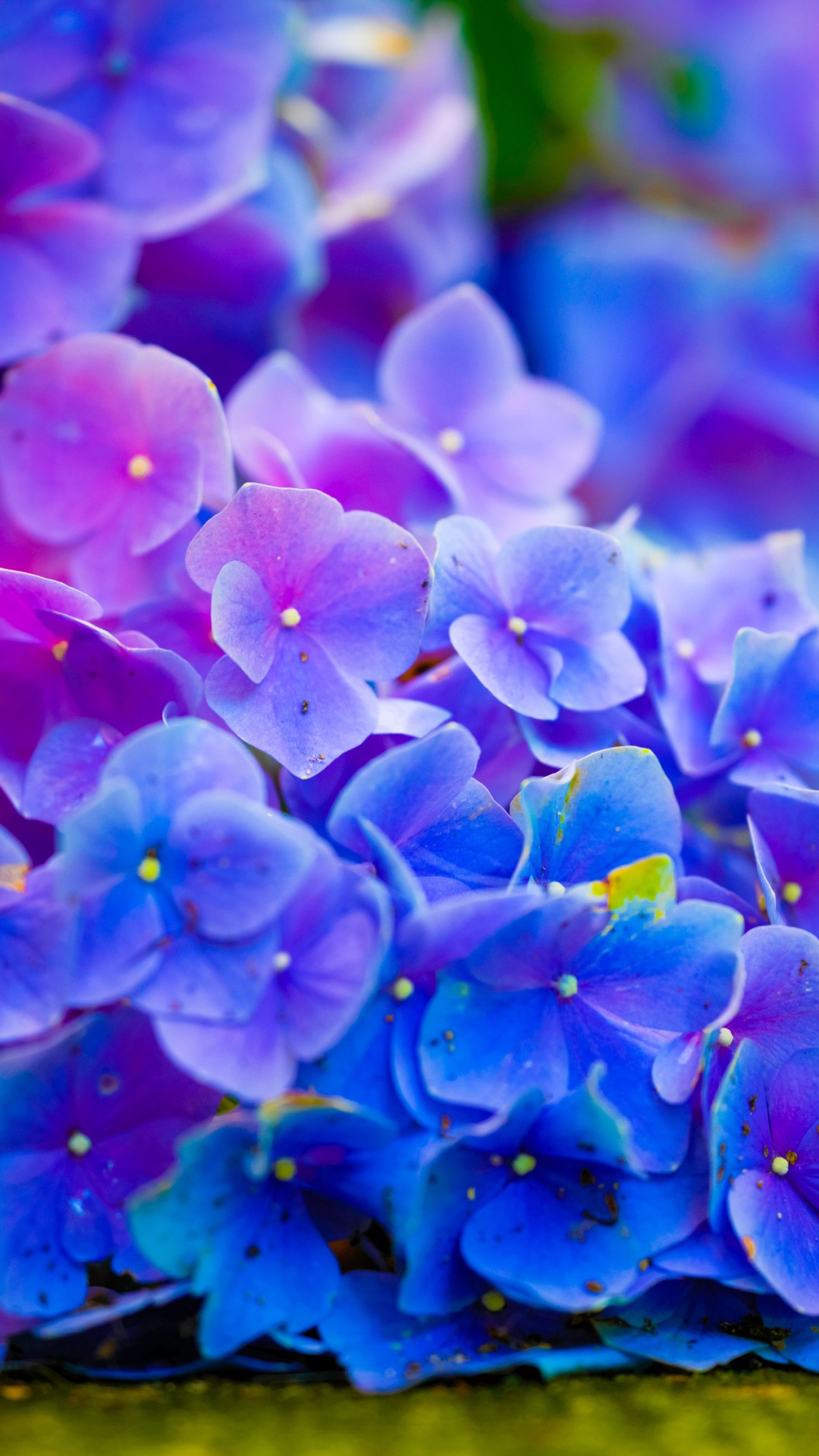 Terkeren 20+ Wallpaper Flower Samsung - Gambar Bunga HD