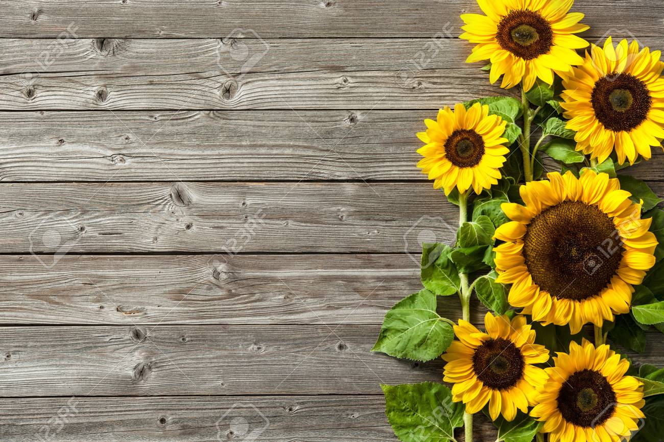 Autumn Background With Sunflowers On Wooden Board Stock Photo