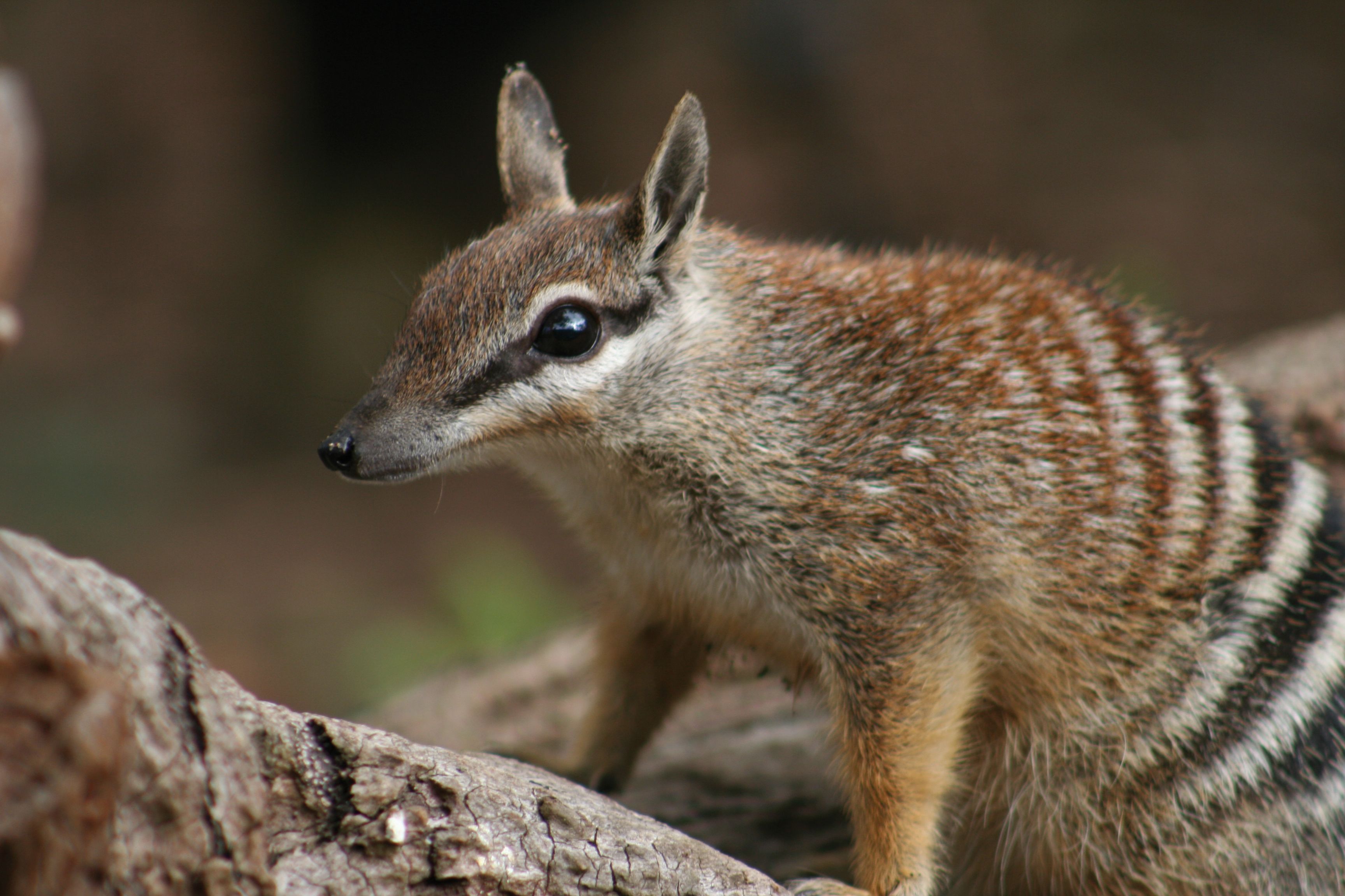 A numbat, also known as a banded anteater, perched on a log. Its distinctive brown and white stripes are clearly visible, as are its pointed snout and large eyes