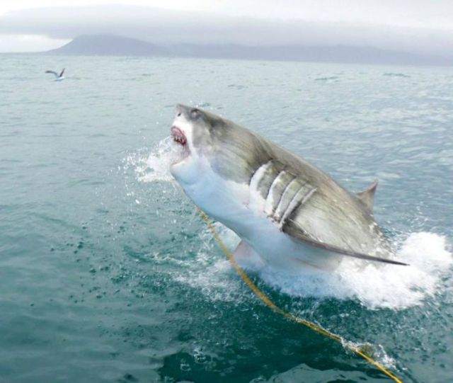 Funny Cool Pictures Great White Shark On A Hunt