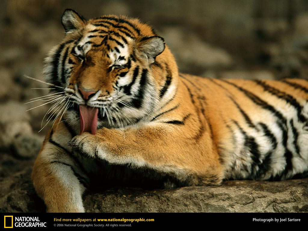 Siberian Tigers Wallpaper Tiger Grooming
