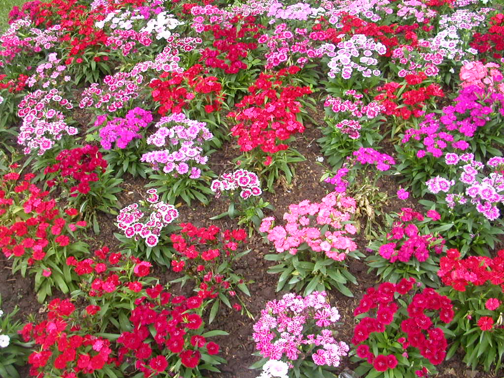 Flower Garden Image Desktop Background
