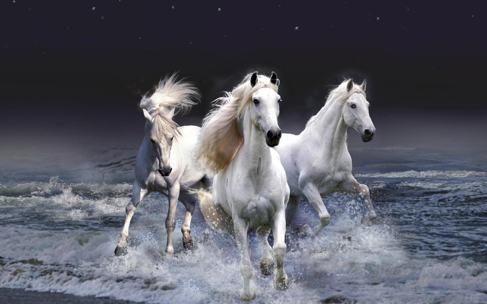 High Definition Horse And Sea Desktop Wallpaper Wide
