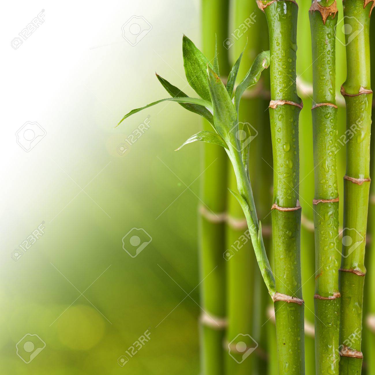 Bamboo On Green And Yellow Background Concept For Relaxation Stock