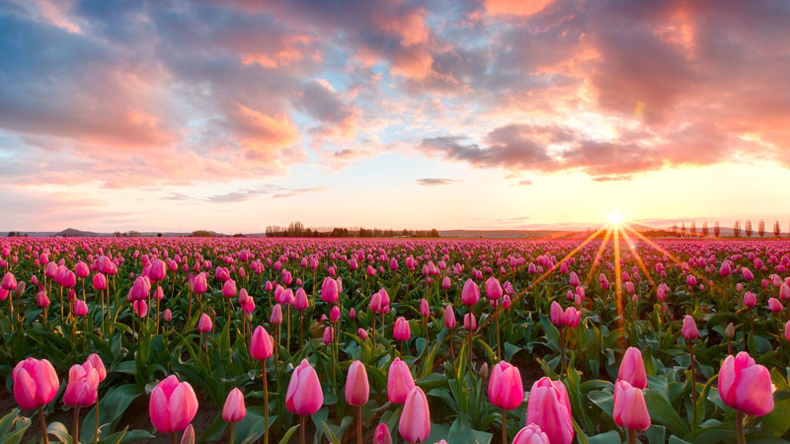 Pink Tulips Wallpaper And Background Image Id In Tulip