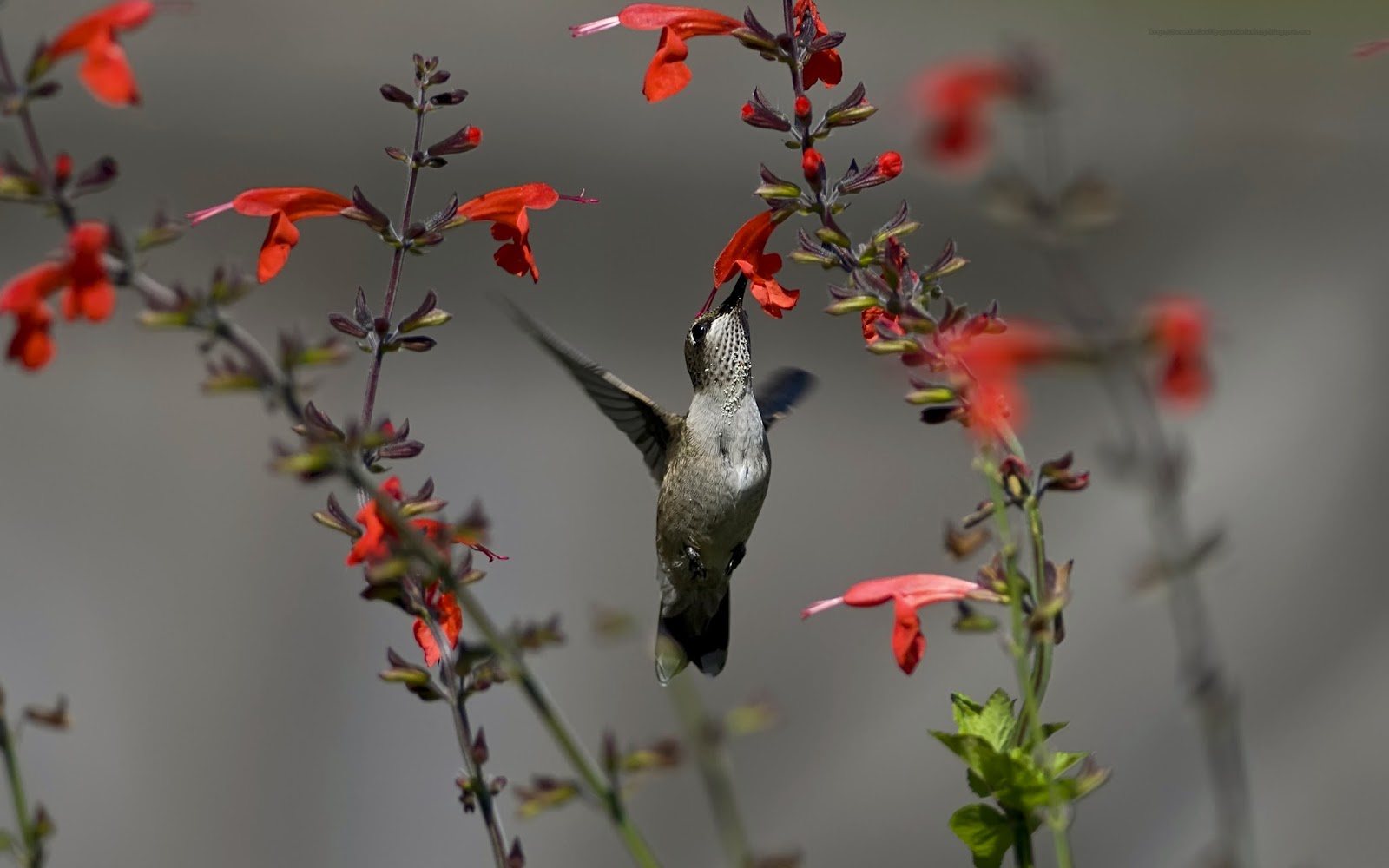 Hummingbird Wallpaper HD