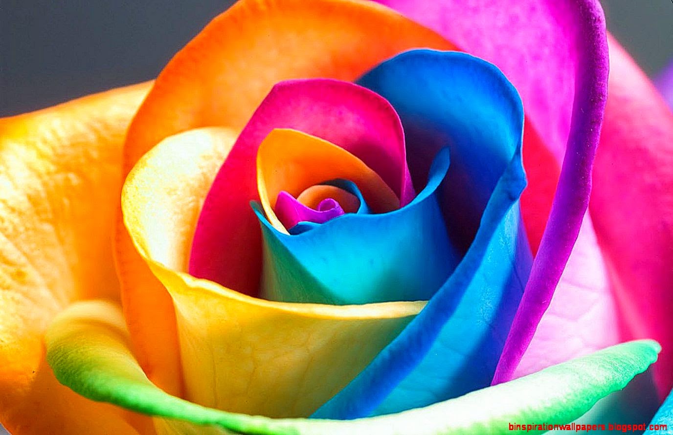 Shinny Rainbow Flowers Wallpaper HD Phone
