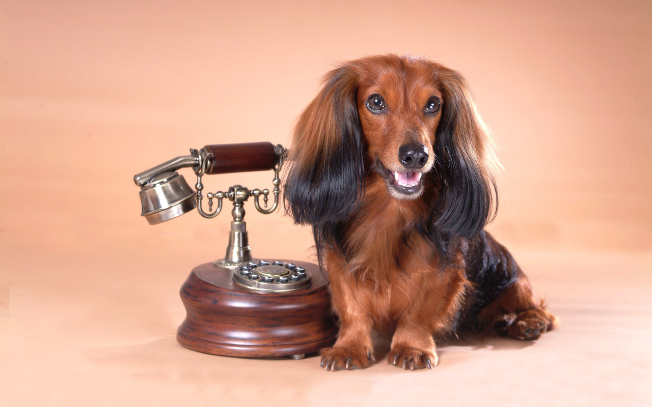 Top Dachshunds In The Wallpaper