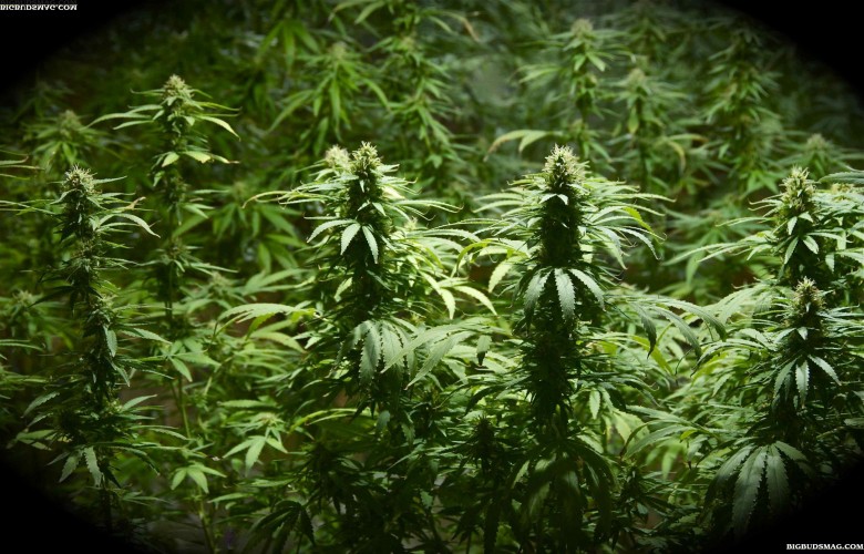 Outdoor Marijuana Grow HD Weed Wallpaper