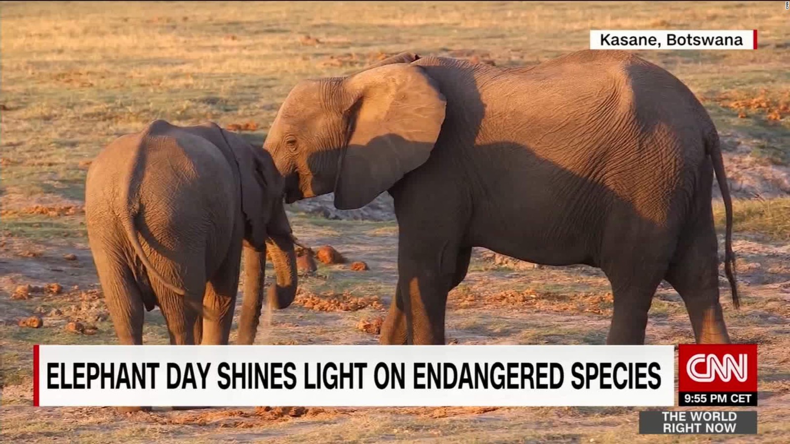 World Elephant Day Can These Creatures Survive Cnn Video