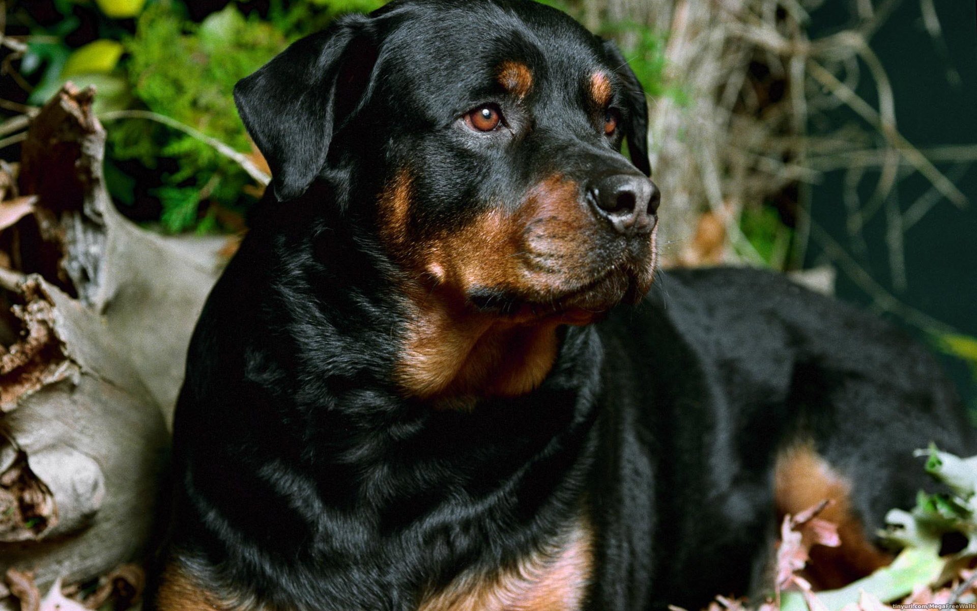 Rottweiler HD Wallpaper Background Image Id