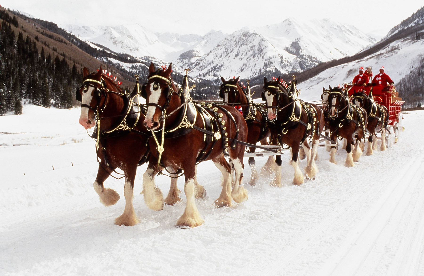 World renowned Budweiser Clydesdales to appear at museum National