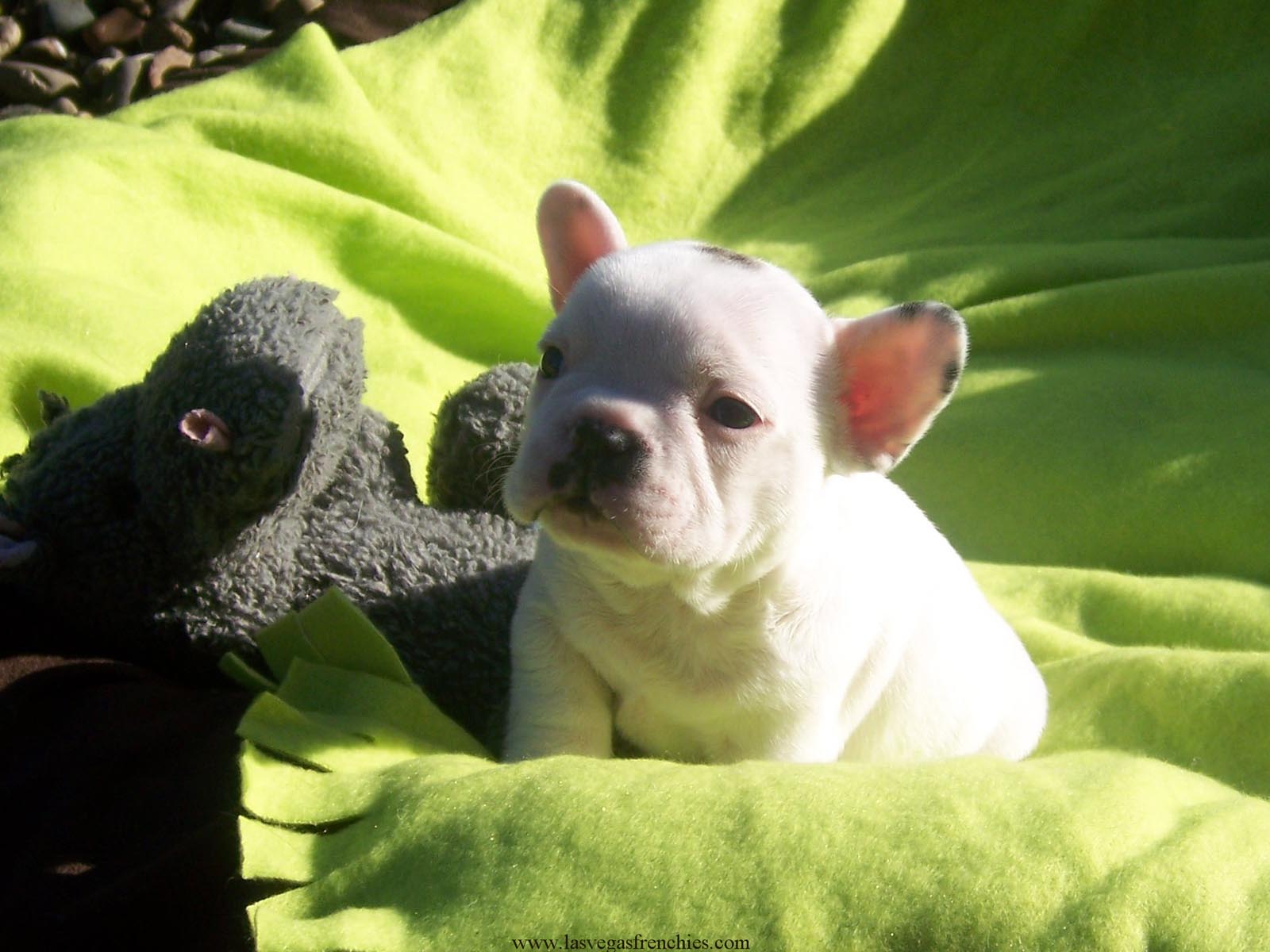 French Bulldog Puppies Wallpaper Pics Fun Animals Wiki Videos