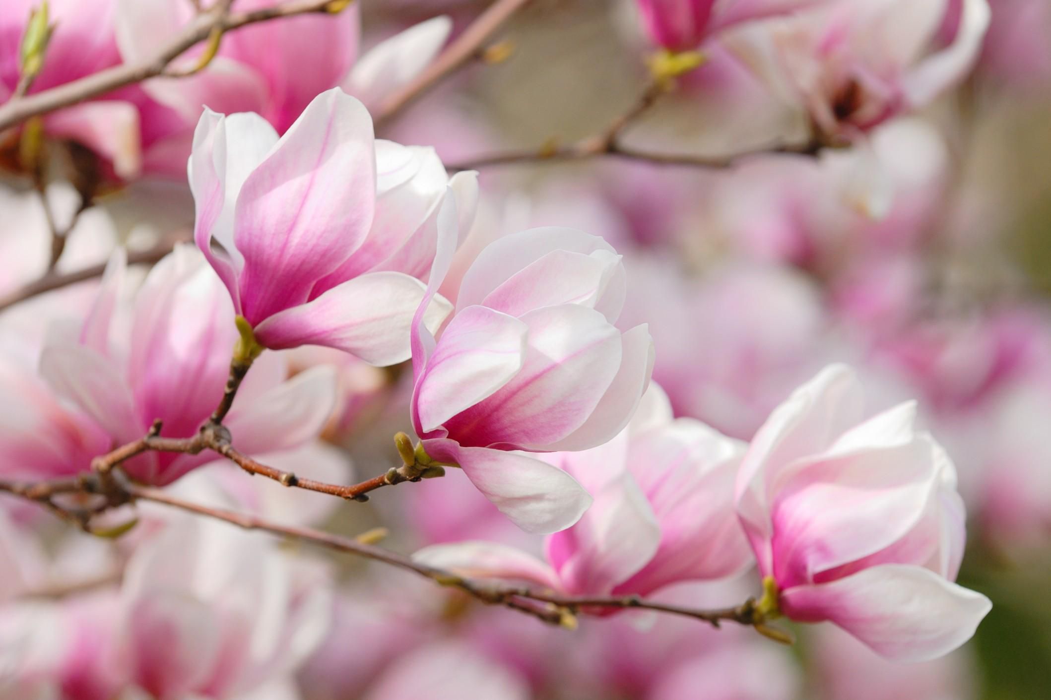 Magnolia Wallpaper Image Photos Pictures Background