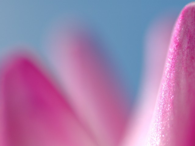 Related Pictures Pink Blue Flower Wallpaper