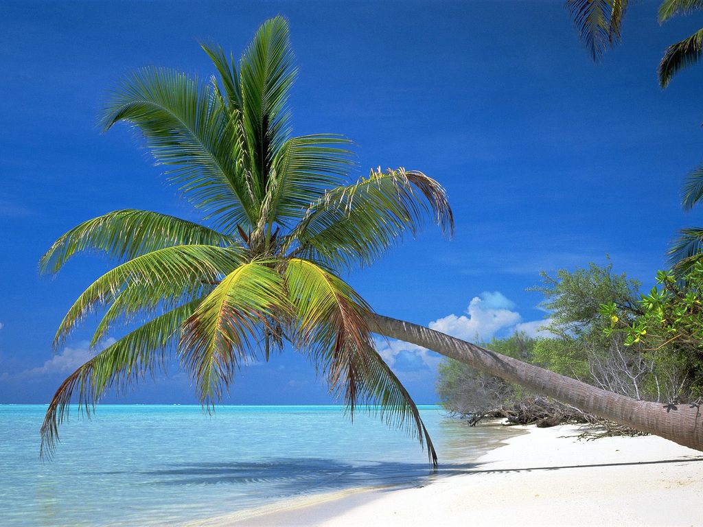 Palm Tree Wallpaper HD In Beach Imageci