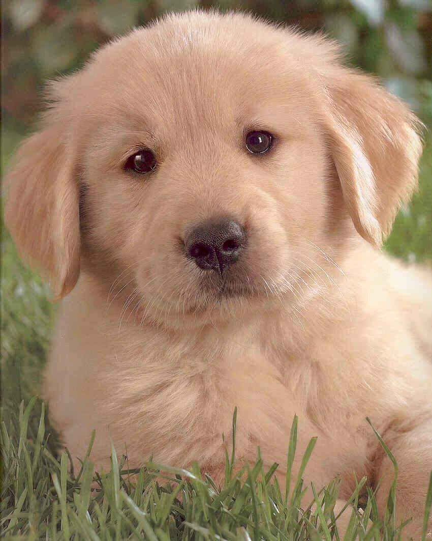 Cute Golden Retriever Puppies Wallpaper