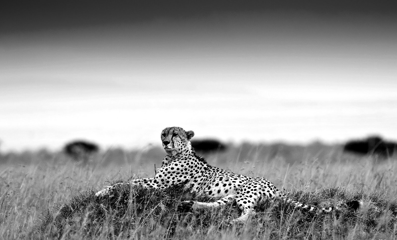 Gallery For Gt Black And White Cheetah Wallpaper