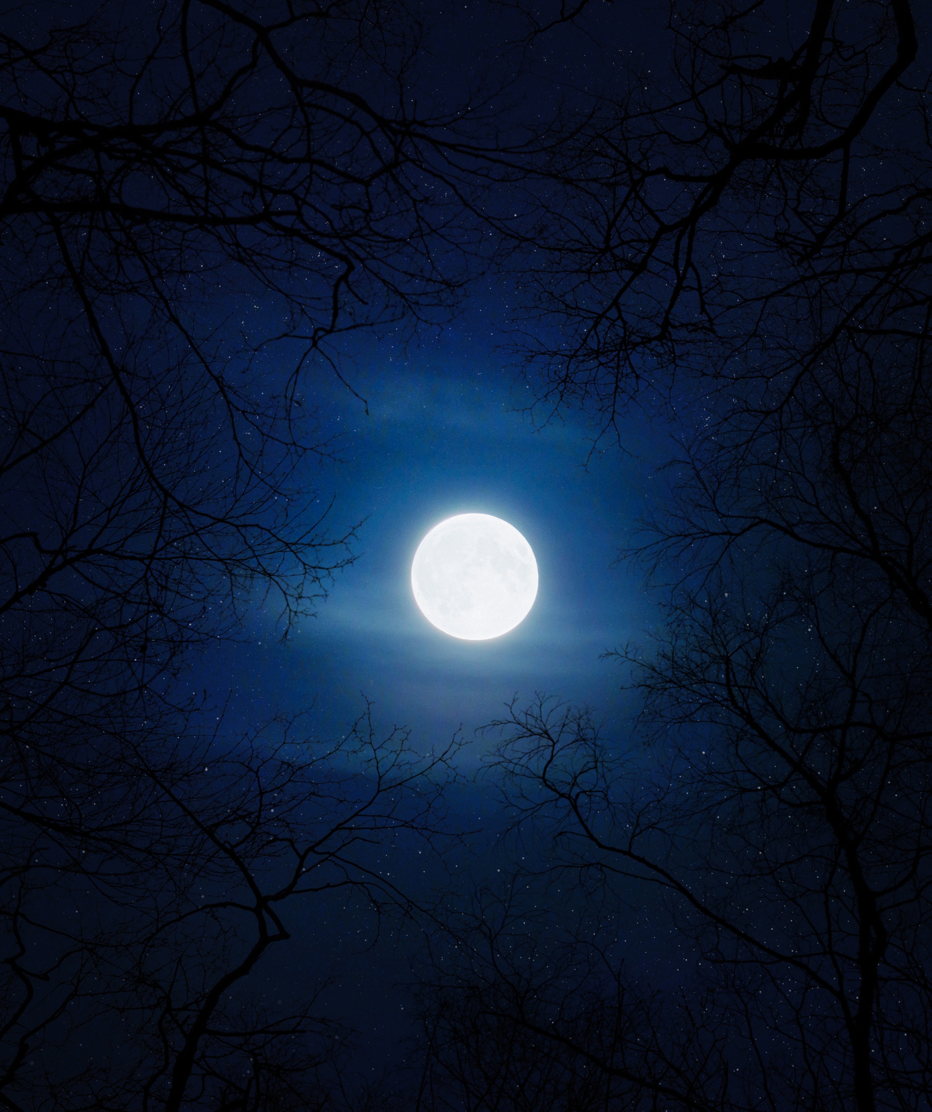 Cold Wallpaper 4k Moon Night Trees Blue Sky