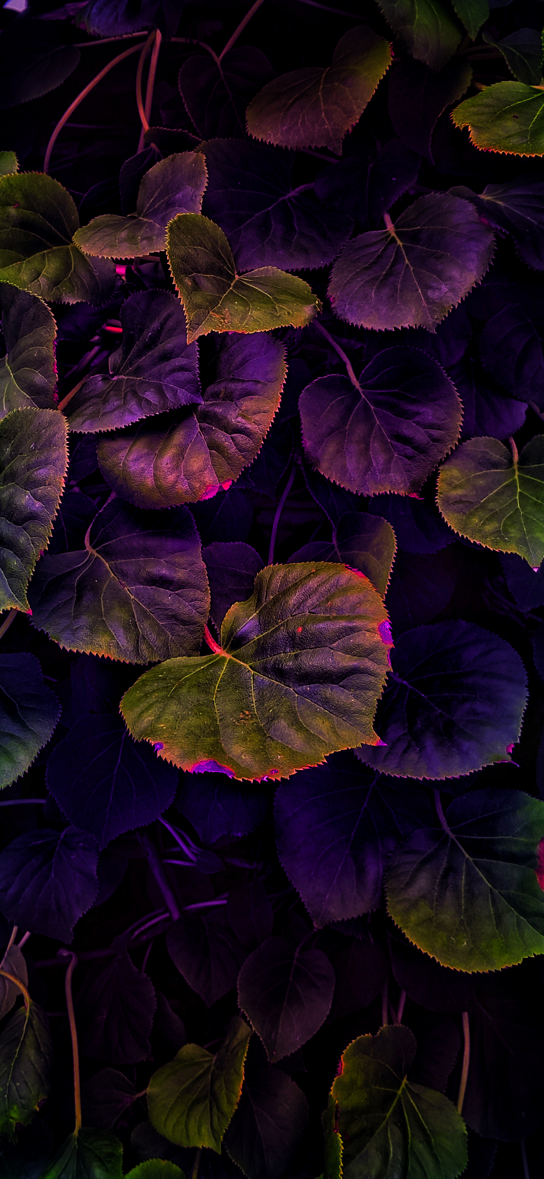 HDr Nature Photography Wallpaper For iPhone